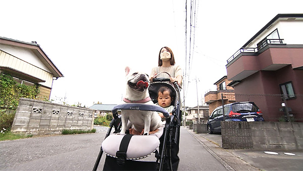 コツメ きょうのわんこ 写真4
