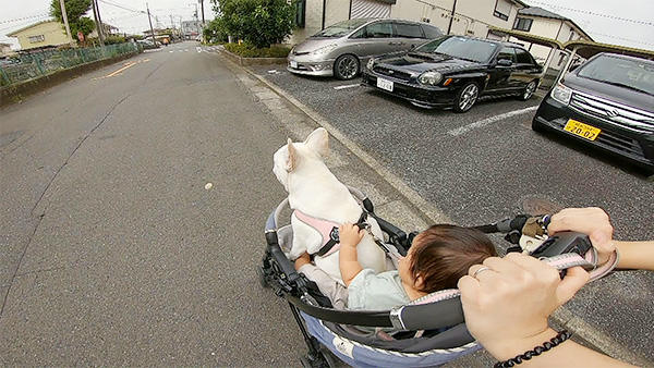 コツメ きょうのわんこ 写真5