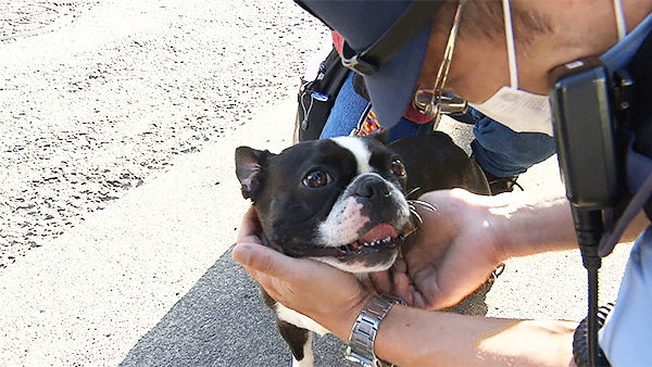 イギー きょうのわんこ 写真4