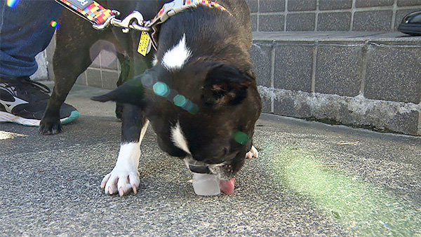 イギー きょうのわんこ 写真5