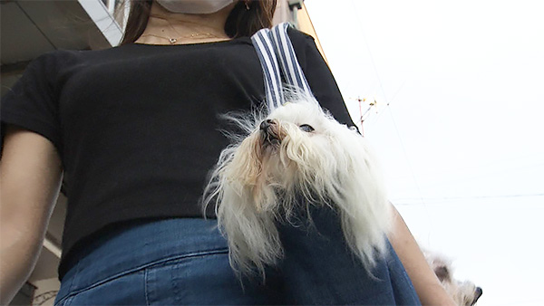 マカロ きょうのわんこ 写真5