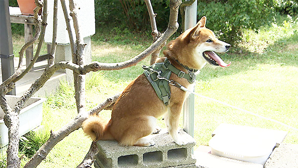 六甲 きょうのわんこ 写真2