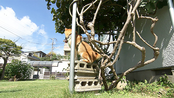 六甲 きょうのわんこ 写真3