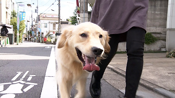 レヴール きょうのわんこ 写真1