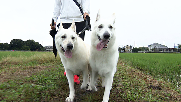 キオラ＆ネリエル きょうのわんこ 写真1