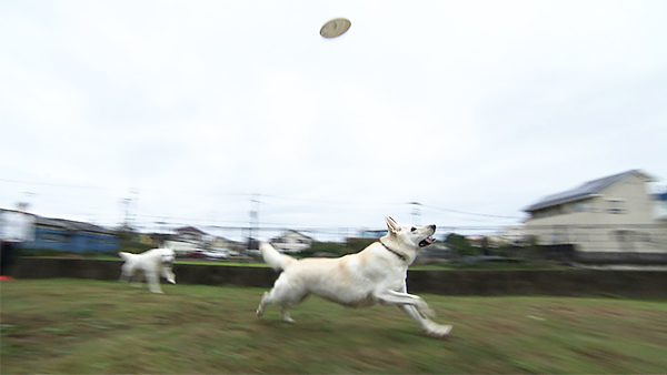 キオラ&ネリエル きょうのわんこ 写真4