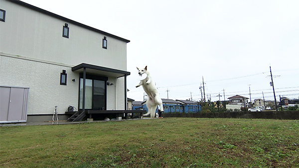 キオラ&ネリエル きょうのわんこ 写真5