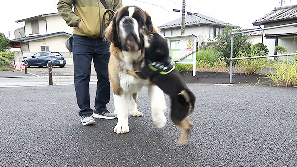 まめ きょうのわんこ 写真3