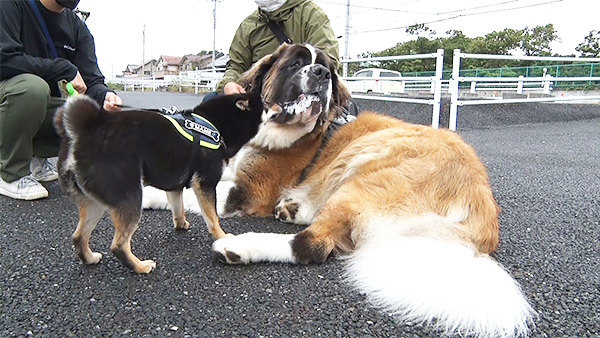 まめ きょうのわんこ 写真4