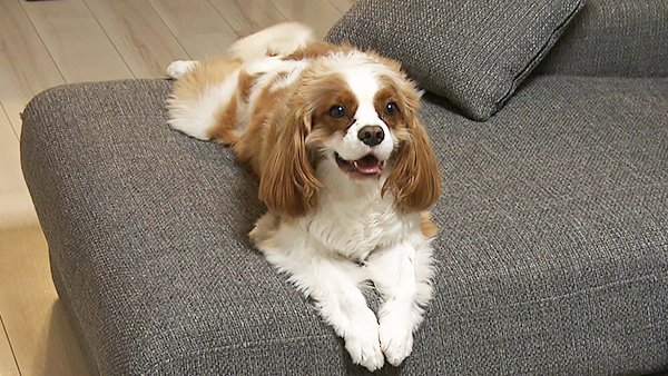 未開封品　「めざましテレビ」～きょうのわんこ CD 91-4+4+E9QL._AC_UF350,