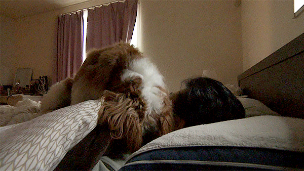 カルル きょうのわんこ 写真3