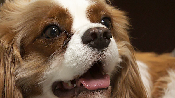 カルル きょうのわんこ 写真4