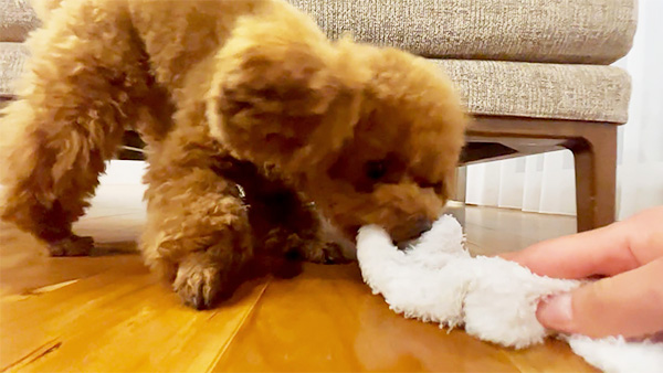 くるみ きょうのわんこ 写真4