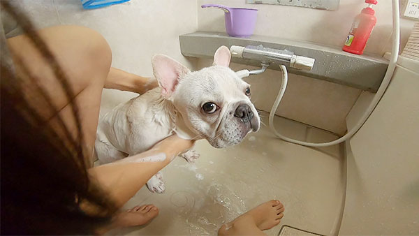 おたけ きょうのわんこ 写真4