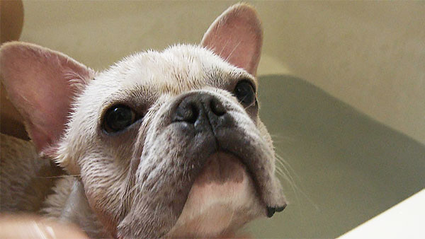 おたけ きょうのわんこ 写真5