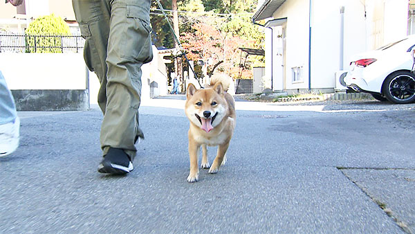 小次郎 きょうのわんこ 写真1