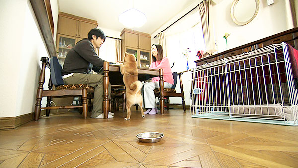 小次郎 きょうのわんこ 写真3