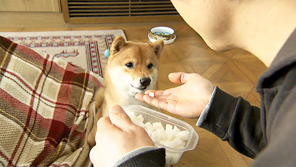小次郎 きょうのわんこ 写真5