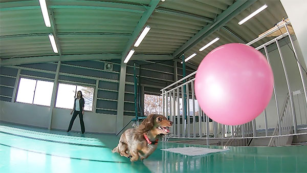 空 きょうのわんこ 写真4