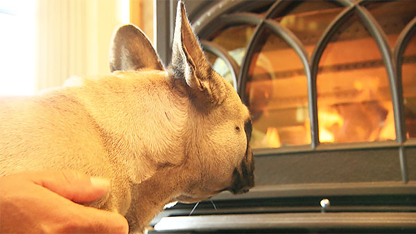 ガルシア きょうのわんこ 写真3