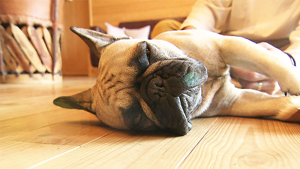 ガルシア きょうのわんこ 写真4