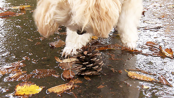 ブラン きょうのわんこ 写真3