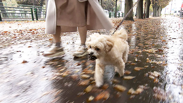 ブラン きょうのわんこ 写真4