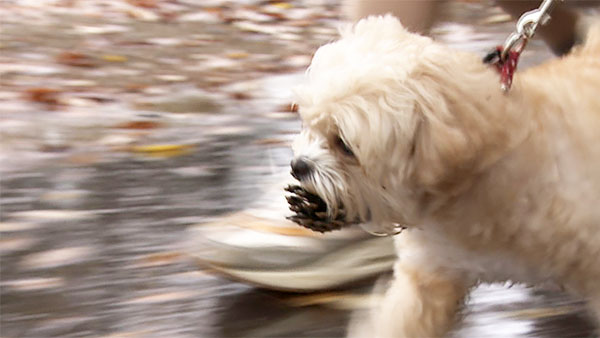 ブラン きょうのわんこ 写真5