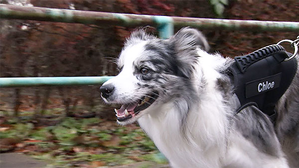 クロエ きょうのわんこ 写真1