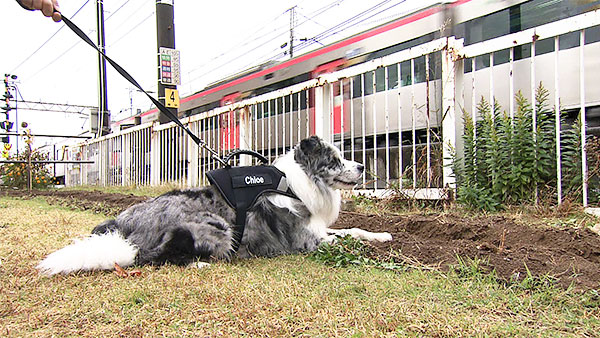 クロエ きょうのわんこ 写真3