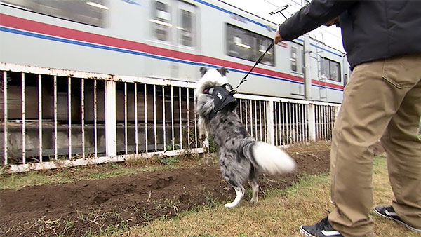 クロエ きょうのわんこ 写真4