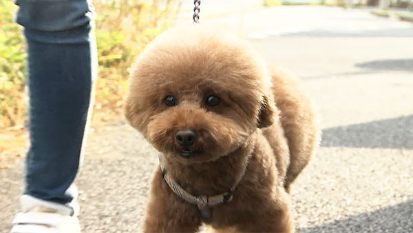 かほ きょうのわんこ 写真1