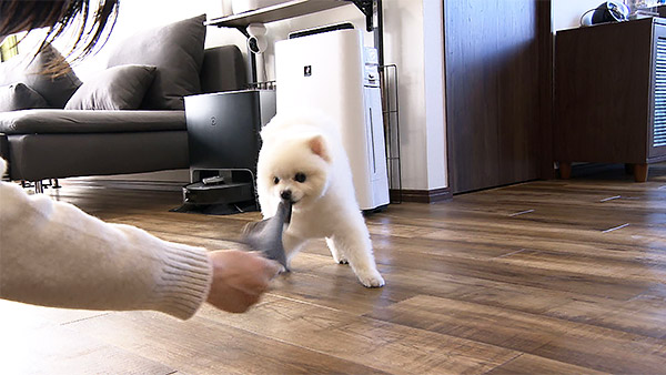 むぎ きょうのわんこ 写真4