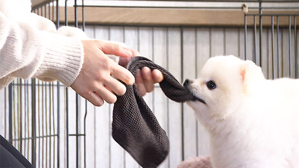 むぎ きょうのわんこ 写真5