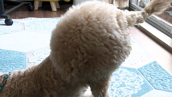 ルックス きょうのわんこ 写真3