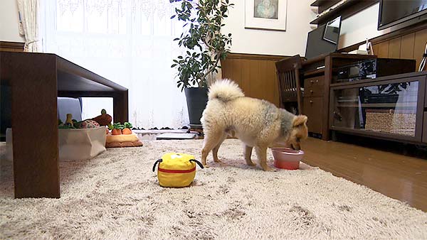 ぽん太 きょうのわんこ 写真2