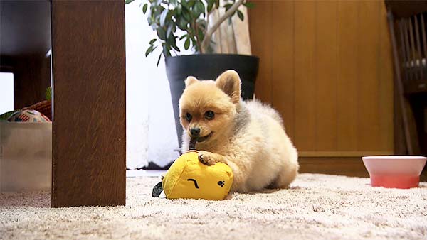 ぽん太 きょうのわんこ 写真4