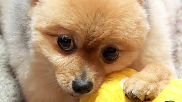 ぽん太 きょうのわんこ 写真5