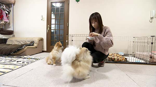 奏鈴 きょうのわんこ 写真2