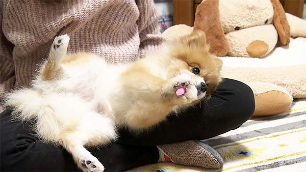 奏鈴 きょうのわんこ 写真3