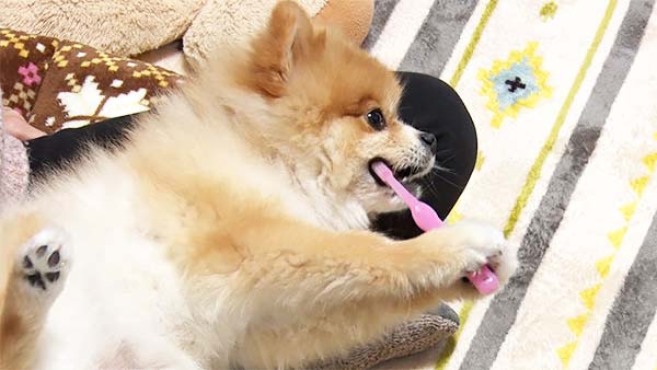 奏鈴 きょうのわんこ 写真4