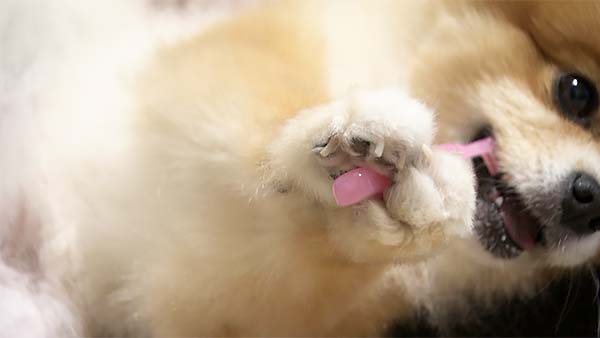 奏鈴 きょうのわんこ 写真5