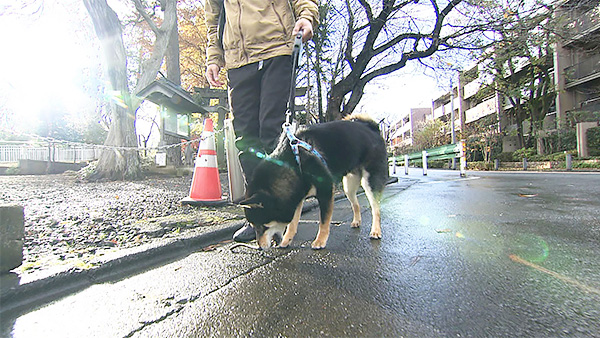 素生 きょうのわんこ 写真3