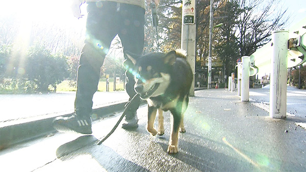 素生 きょうのわんこ 写真4