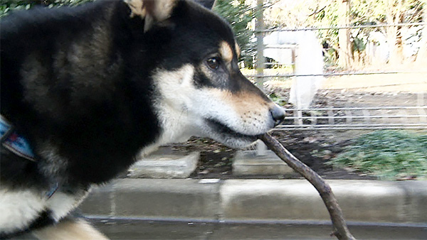 素生 きょうのわんこ 写真5