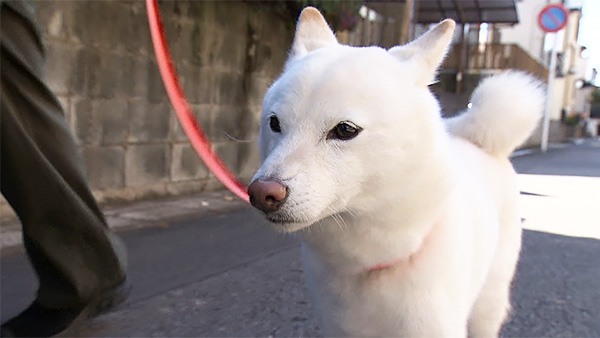 ゆき きょうのわんこ 写真1