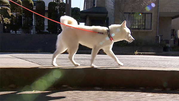 ゆき きょうのわんこ 写真4