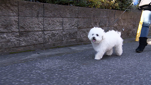 マロン きょうのわんこ 写真2