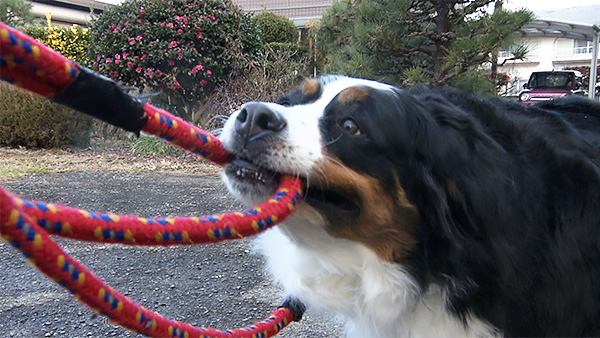 モコ きょうのわんこ 写真5