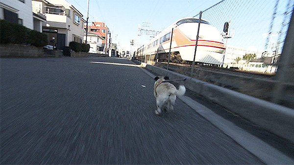 ジン きょうのわんこ 写真3